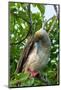 Ecuador, Galapagos National Park, Genovesa Island. Red-footed booby preening in tree.-Jaynes Gallery-Mounted Photographic Print