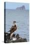 Ecuador, Galapagos National Park, Isla Lobos. Blue-footed booby on rock overlooking ocean.-Jaynes Gallery-Stretched Canvas