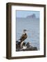 Ecuador, Galapagos National Park, Isla Lobos. Blue-footed booby on rock overlooking ocean.-Jaynes Gallery-Framed Photographic Print