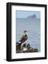 Ecuador, Galapagos National Park, Isla Lobos. Blue-footed booby on rock overlooking ocean.-Jaynes Gallery-Framed Photographic Print