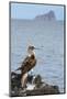 Ecuador, Galapagos National Park, Isla Lobos. Blue-footed booby on rock overlooking ocean.-Jaynes Gallery-Mounted Photographic Print