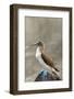 Ecuador, Galapagos National Park, Isla Lobos. Blue-footed booby on rock.-Jaynes Gallery-Framed Photographic Print