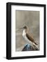 Ecuador, Galapagos National Park, Isla Lobos. Blue-footed booby on rock.-Jaynes Gallery-Framed Photographic Print