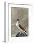 Ecuador, Galapagos National Park, Isla Lobos. Blue-footed booby on rock.-Jaynes Gallery-Framed Photographic Print