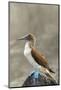 Ecuador, Galapagos National Park, Isla Lobos. Blue-footed booby on rock.-Jaynes Gallery-Mounted Photographic Print