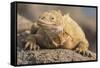 Ecuador, Galapagos National Park. Land iguana close-up.-Jaynes Gallery-Framed Stretched Canvas