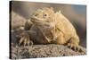 Ecuador, Galapagos National Park. Land iguana close-up.-Jaynes Gallery-Stretched Canvas