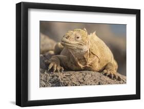 Ecuador, Galapagos National Park. Land iguana close-up.-Jaynes Gallery-Framed Photographic Print