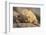 Ecuador, Galapagos National Park. Land iguana close-up.-Jaynes Gallery-Framed Photographic Print