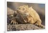 Ecuador, Galapagos National Park. Land iguana close-up.-Jaynes Gallery-Framed Photographic Print