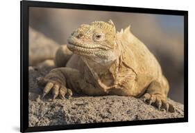 Ecuador, Galapagos National Park. Land iguana close-up.-Jaynes Gallery-Framed Photographic Print