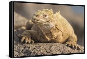 Ecuador, Galapagos National Park. Land iguana close-up.-Jaynes Gallery-Framed Stretched Canvas