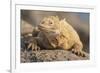 Ecuador, Galapagos National Park. Land iguana close-up.-Jaynes Gallery-Framed Photographic Print