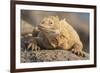 Ecuador, Galapagos National Park. Land iguana close-up.-Jaynes Gallery-Framed Photographic Print