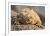 Ecuador, Galapagos National Park. Land iguana close-up.-Jaynes Gallery-Framed Photographic Print