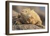 Ecuador, Galapagos National Park. Land iguana close-up.-Jaynes Gallery-Framed Photographic Print
