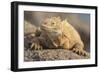 Ecuador, Galapagos National Park. Land iguana close-up.-Jaynes Gallery-Framed Photographic Print