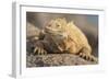 Ecuador, Galapagos National Park. Land iguana close-up.-Jaynes Gallery-Framed Photographic Print