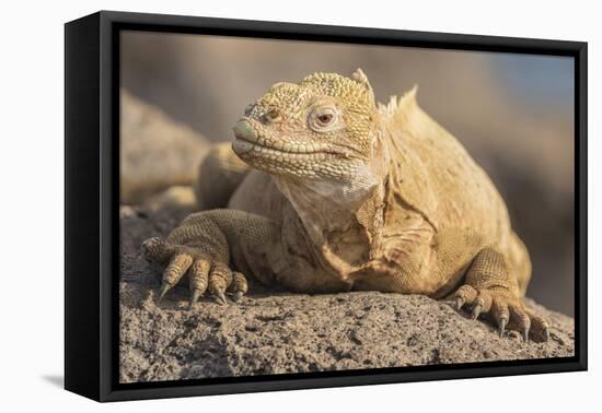 Ecuador, Galapagos National Park. Land iguana close-up.-Jaynes Gallery-Framed Stretched Canvas