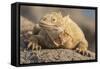 Ecuador, Galapagos National Park. Land iguana close-up.-Jaynes Gallery-Framed Stretched Canvas