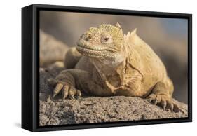 Ecuador, Galapagos National Park. Land iguana close-up.-Jaynes Gallery-Framed Stretched Canvas