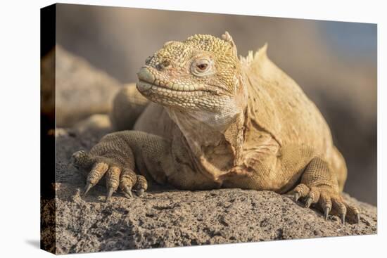 Ecuador, Galapagos National Park. Land iguana close-up.-Jaynes Gallery-Stretched Canvas