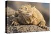 Ecuador, Galapagos National Park. Land iguana close-up.-Jaynes Gallery-Stretched Canvas