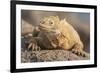 Ecuador, Galapagos National Park. Land iguana close-up.-Jaynes Gallery-Framed Premium Photographic Print