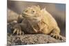 Ecuador, Galapagos National Park. Land iguana close-up.-Jaynes Gallery-Mounted Premium Photographic Print