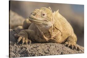 Ecuador, Galapagos National Park. Land iguana close-up.-Jaynes Gallery-Stretched Canvas