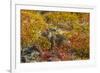 Ecuador, Galapagos National Park. Land Iguana in Colorful Vegetation-Cathy & Gordon Illg-Framed Photographic Print