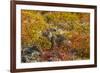 Ecuador, Galapagos National Park. Land Iguana in Colorful Vegetation-Cathy & Gordon Illg-Framed Photographic Print