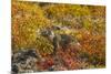 Ecuador, Galapagos National Park. Land Iguana in Colorful Vegetation-Cathy & Gordon Illg-Mounted Photographic Print