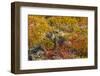 Ecuador, Galapagos National Park. Land Iguana in Colorful Vegetation-Cathy & Gordon Illg-Framed Photographic Print