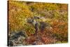 Ecuador, Galapagos National Park. Land Iguana in Colorful Vegetation-Cathy & Gordon Illg-Stretched Canvas