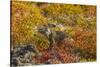 Ecuador, Galapagos National Park. Land Iguana in Colorful Vegetation-Cathy & Gordon Illg-Stretched Canvas