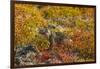 Ecuador, Galapagos National Park. Land Iguana in Colorful Vegetation-Cathy & Gordon Illg-Framed Photographic Print