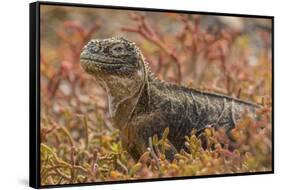 Ecuador, Galapagos National Park. Land iguana in red portulaca plants.-Jaynes Gallery-Framed Stretched Canvas