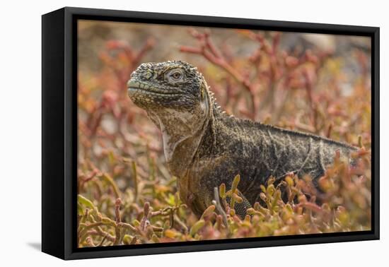 Ecuador, Galapagos National Park. Land iguana in red portulaca plants.-Jaynes Gallery-Framed Stretched Canvas