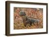 Ecuador, Galapagos National Park. Land iguana in red portulaca plants.-Jaynes Gallery-Framed Photographic Print