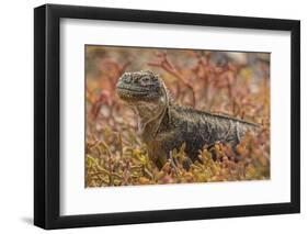 Ecuador, Galapagos National Park. Land iguana in red portulaca plants.-Jaynes Gallery-Framed Photographic Print