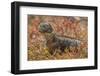 Ecuador, Galapagos National Park. Land iguana in red portulaca plants.-Jaynes Gallery-Framed Photographic Print