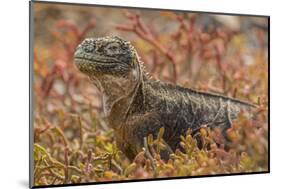 Ecuador, Galapagos National Park. Land iguana in red portulaca plants.-Jaynes Gallery-Mounted Photographic Print
