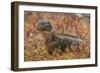 Ecuador, Galapagos National Park. Land iguana in red portulaca plants.-Jaynes Gallery-Framed Photographic Print