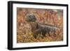 Ecuador, Galapagos National Park. Land iguana in red portulaca plants.-Jaynes Gallery-Framed Photographic Print