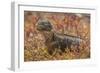 Ecuador, Galapagos National Park. Land iguana in red portulaca plants.-Jaynes Gallery-Framed Photographic Print