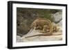 Ecuador, Galapagos National Park. Land Iguana on Boulder-Cathy & Gordon Illg-Framed Photographic Print