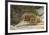 Ecuador, Galapagos National Park. Land Iguana on Boulder-Cathy & Gordon Illg-Framed Photographic Print