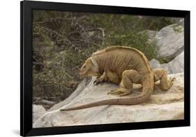 Ecuador, Galapagos National Park. Land Iguana on Boulder-Cathy & Gordon Illg-Framed Photographic Print