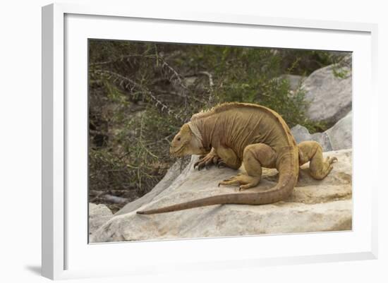 Ecuador, Galapagos National Park. Land Iguana on Boulder-Cathy & Gordon Illg-Framed Photographic Print